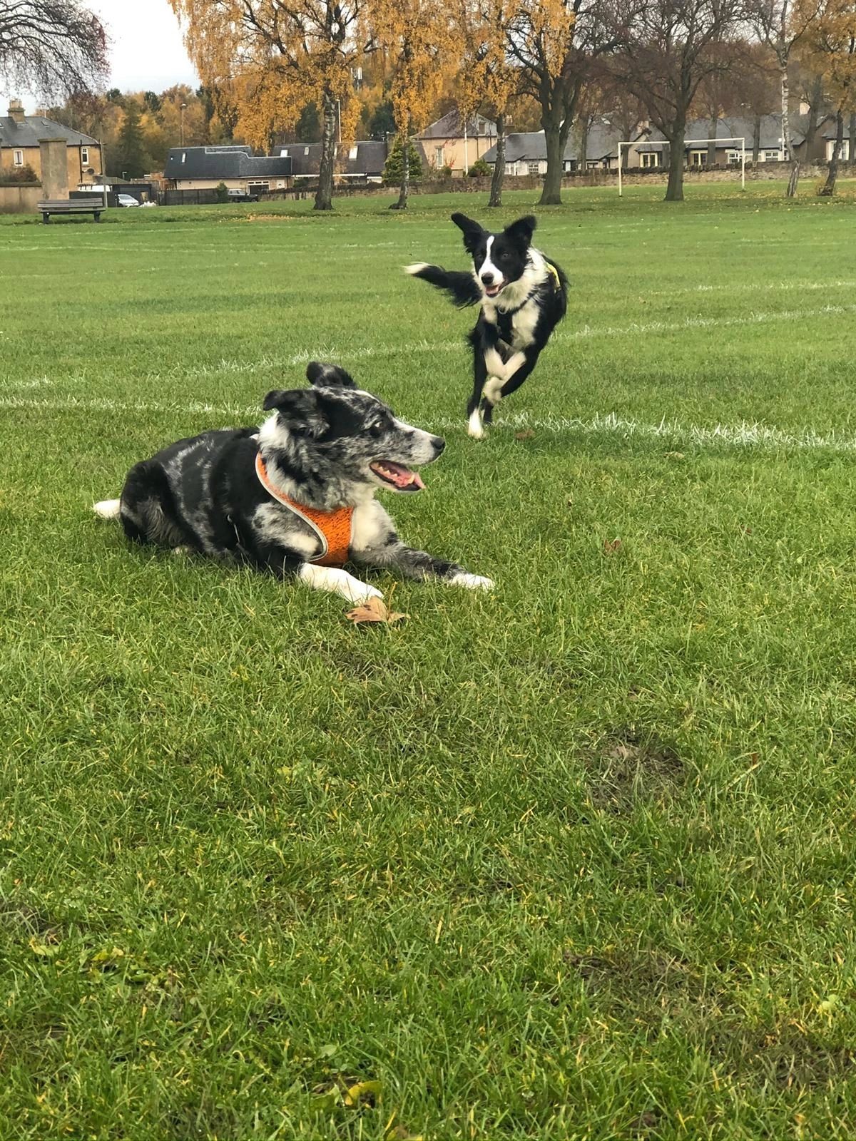 Why you shouldn't let your dogs run up to other dogs